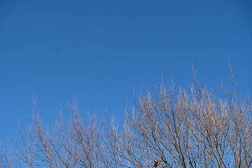 tree and blue sky