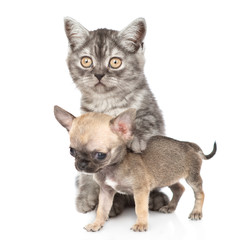 Tabby kitten with tiny chihuahua puppy. Isolated on white background