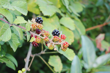 Wild Blackberries in the Agios Nikolaos Park Naousa Greece