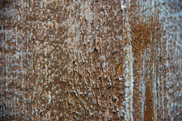 Texture of wooden wall