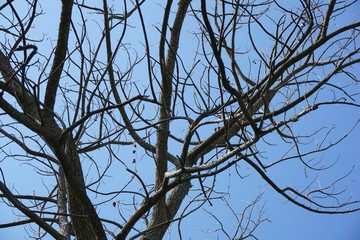 dry tree in nature garden