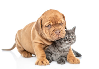 Puppy embracing kitten. isolated on white background