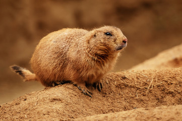 The prairie dog is standing on the edge of the hole.