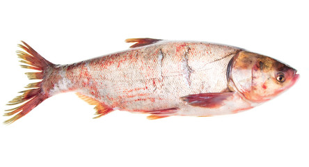 Silver carp fish isolated on white background