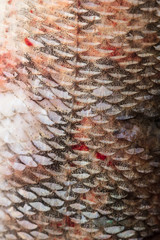 Blood scales on fish as abstract background