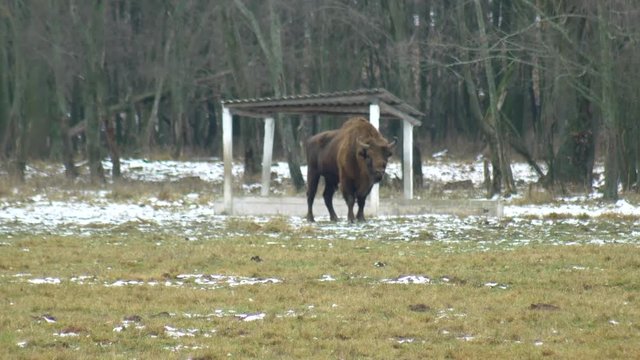 European bison on the background of wildlife that breathes its steam from the nose, winter, 4K
