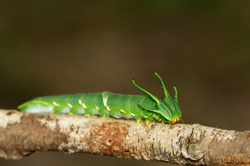 Image of Caterpillar of common nawab butterfly (Polyura athamas) or Dragon-Headed Caterpillar on nature background. Insect. Animal.