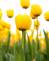Fototapeta premium Yellow tulips in the park as background