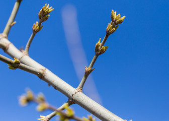 The leaves on the bud of the tree in spring