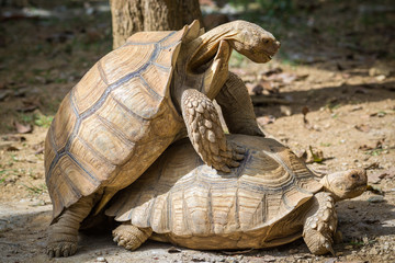Two mating turtles in daylight in Laos, Asia, near Luang Prabang