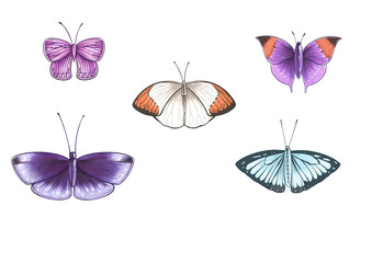 Obraz na płótnie Canvas Colorful illustration of butterflies, isolated.