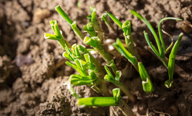 Spring onions in the ground in spring