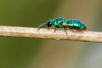 Image of a j่ewel wasp on brown branch. Insect. Animal.