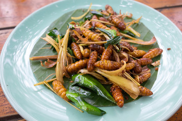 Deep fried silkworm larvae with kaffir lime leaves - traditional Laos cuisine dish. Served in blue plate closeup.