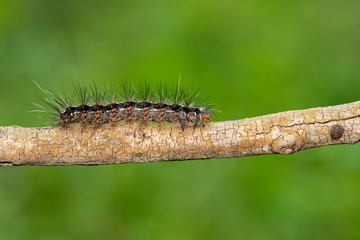 Image of Hairy caterpillar on tree branch on natural background. Insect. Worm. Animal.