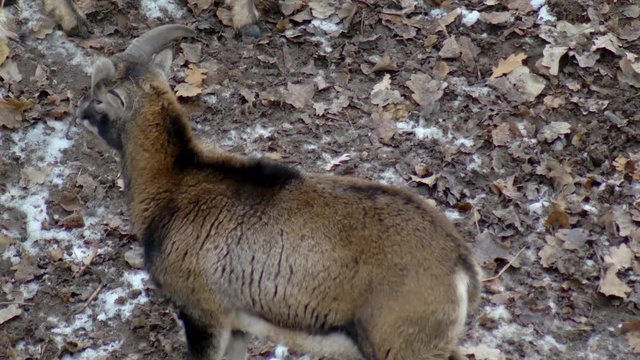 big mountain sheep on the background of autumn nature, a little snow, close-up, argali, national, 4K