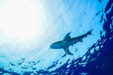 Obraz premium Oceanic white tip shark at the Red Sea, Egypt 