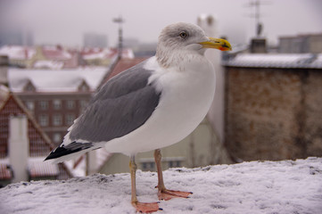 seagull on the city