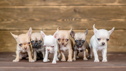 Group of a chihuahua puppies on wooden background