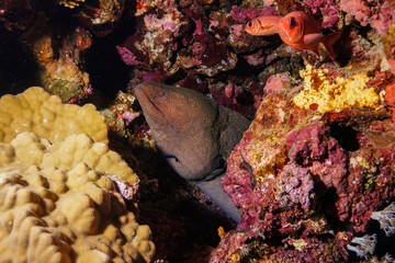 Fototapeta premium Eel at the Red Sea, Egypt