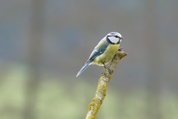 Blaumeise bluetit 