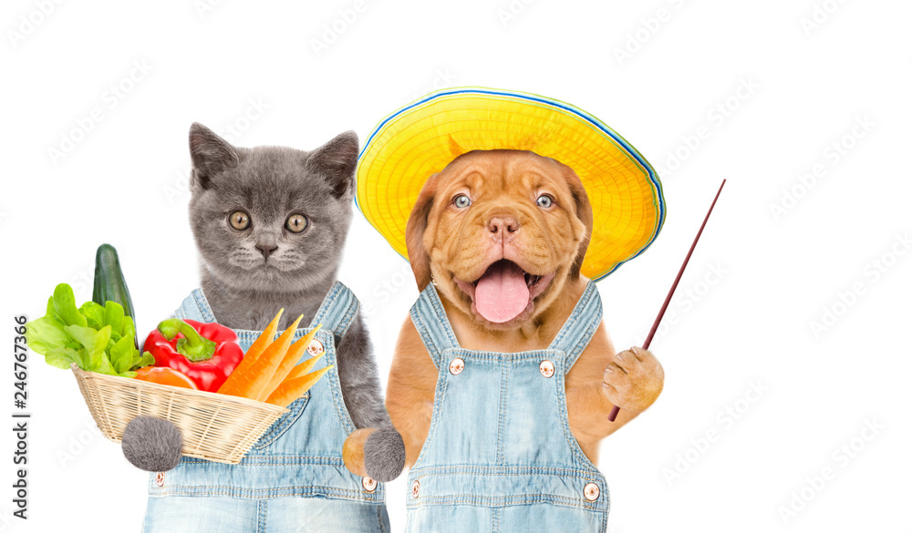 Poster Funny kitten and puppy farmers with basket of vegetables pointing on empty space. isolated on white background