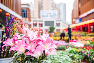 Chinese New Year flowers in the Spring Festival of Guangdong Province
