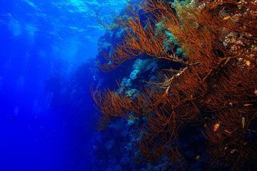 Soft corals at the Red Sea, Egypt