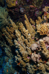 Naklejka na ściany i meble hard coral at the Red Sea, Egypt