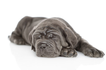 Sleeping neapolitan mastiff puppy. isolated on white background