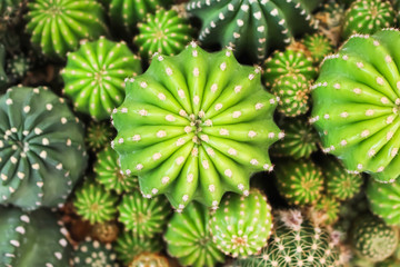 Top view colorful multicolored green cactus group natural patterns texture for background , ornamental plants growing