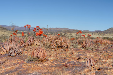 ALOES IN BLOOM, northern Cape, South Africa