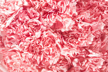 Fototapeta premium top view of blooming pink flowers with beautiful petals