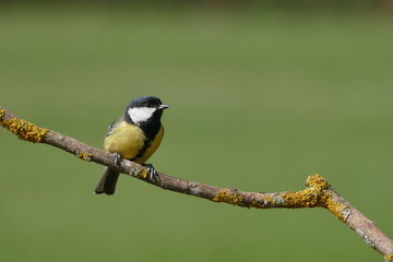 Kohlmeise Parus major