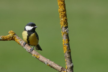 Kohlmeise Parus major