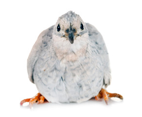 King quail in studio