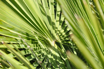 Palm tree leaves