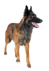 belgian shepherd tervuren