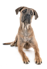 Obraz premium young cane corso