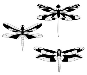 vector isolated, set of dragonfly silhouette black white