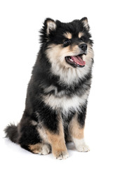 puppy Finnish Lapphund