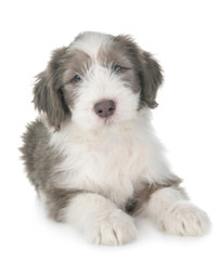puppy bearded collie