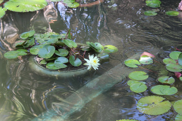 Naklejka premium water lilies in the pond