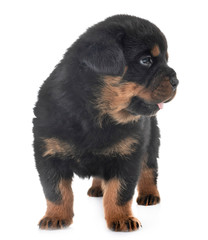 puppy rottweiler in studio