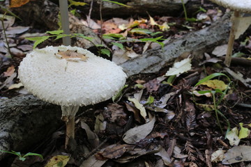 マントカラカサタケ