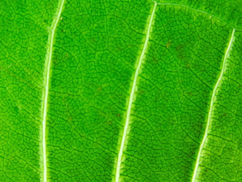 Focus sur une feuille tropicale