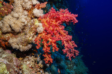 Fototapeta na wymiar Coral reef at the Red Sea, Egypt