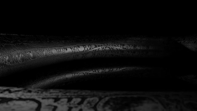 Black Snake Coiled Isolated on Black Background