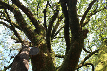 Fototapeta premium tree in the forest