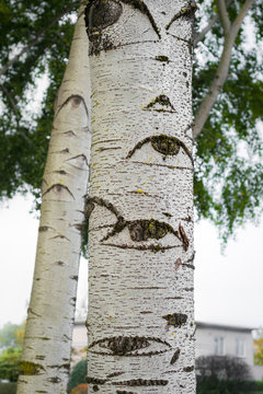 Grey poplar Populus x canescens. Tree with eyes. Interesting texture and pattern on the bark of this tree..